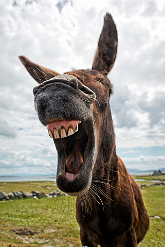 Laughing Donkey Stock Photo - Download Image Now - iStock