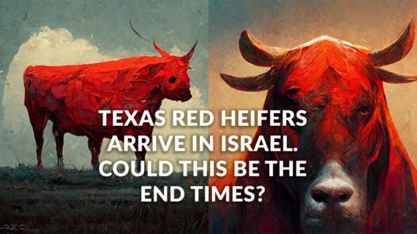Red Heifers Arrive In Israel. Could This Be The End Times? - Free Grace  International