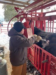 Rock Valley Cattle Co. Registered Angus | Granite Falls MN