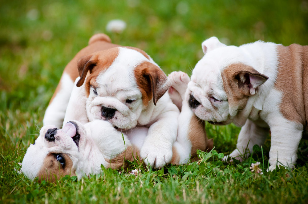5 Common Puppy Playing Behavior - Petland Florida